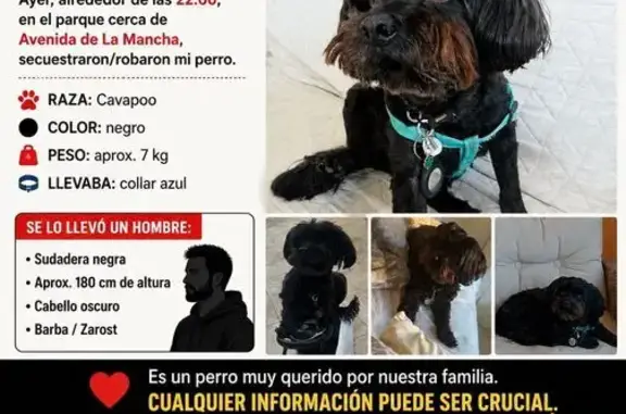 Perdido perro macho, Avenida de la Mancha, 197, Torrevieja, Torrevieja — robado del parque cerca de la escuela Ciudad del mar - photo