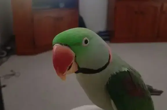 Lost bird, Victoria Street, Newcastle - male Alexandrian parrot - photo
