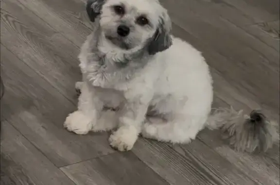 Missing dog Seattle, photo: Lost dog, West Gumwood Circle, 5095, Post Falls, Seattle - female, lion cut