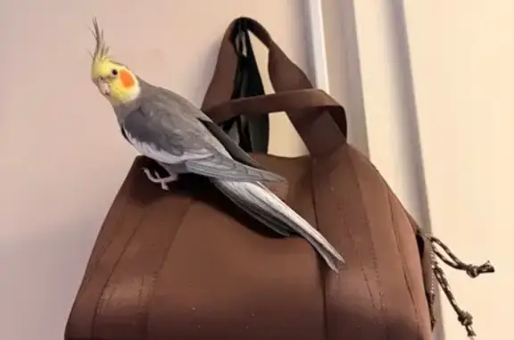 Lost bird, Water Street, 136,...