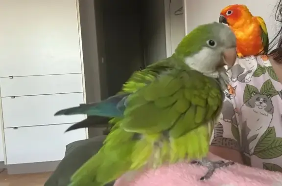 Lost pets Caulfield South, photo: Lost bird Male, Caulfield South (al496307)