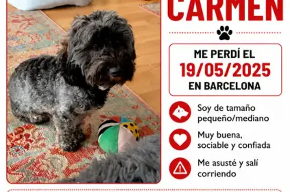 Perdido perro hembra, Carrer de Premià, 44, Sants, Barcelona - pequeño negro, atropellado por una bici - photo