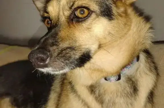 Lost dog, Walker Square, McLoud - female, smaller German shepherd, no collar - photo