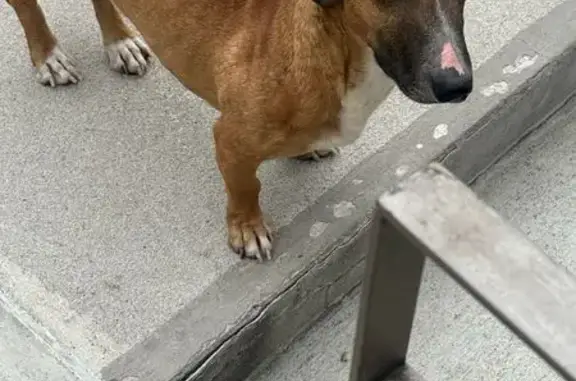Búsqueda de mascotas, foto: Perro encontrado macho, Circuito Historiadores, 21, Naucalpan de Juárez - sin collar