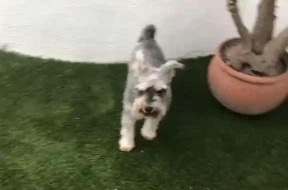 Perdido perro hembra, Carrer d...