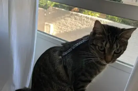 Lost cat, Van Coppenhagen Road, 16, Riverlea - female grey tabby with white detail on hind paws - photo
