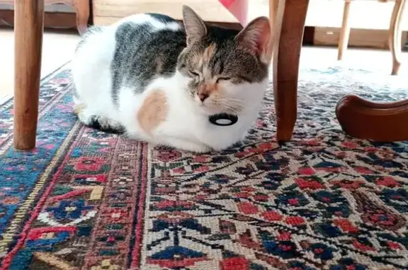Chat trouvé Tours, photo: Chat trouvé, Rue Pinaigrier, Tours - miaulait ce matin