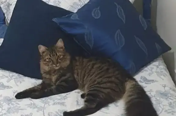 Gato desaparecido Macho (brl00...