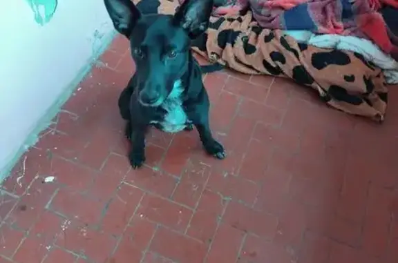 Cachorro encontrado Macho (brf...