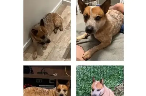 Cachorro perdido Macho (brl002...