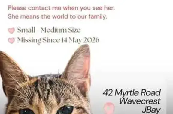 Lost cat, Myrtle Road, 42, Jef...
