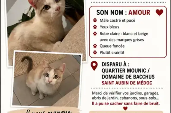 Chat perdu mâle, Allée Margaux, 12, Saint-Aubin-de-Médoc, Paris - collier à nœud papillon et collier en perle - photo
