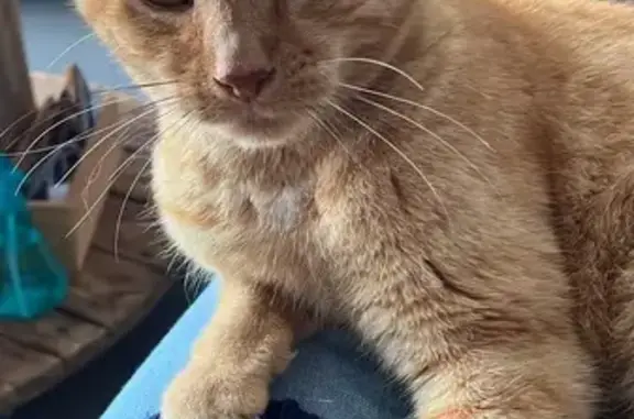 Chat perdu, Évreux, photo: Chat perdu, Rue Lucie Aubrac, 13, Guichainville, Évreux - roux, ventre blanc, pucé