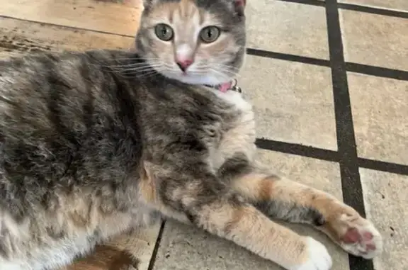 Lost cat, Beach Road, 146, Cape Town - female - photo