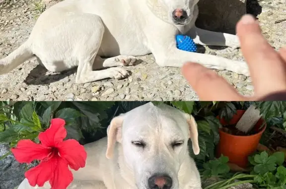 Perdido perro hembra, Sant Gen...