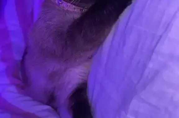 Perdido gato hembra, Calle Federico García Lorca, 8, Málaga — siamés tímida con pequeño corte en la oreja y collar rosa - photo