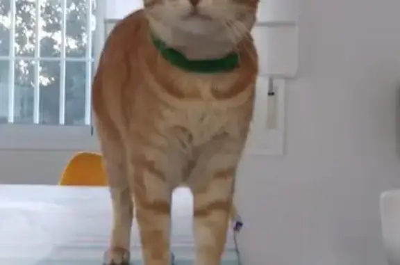 Perdido gato masculino, Calle Pozo de Máquina, Bormujos, Coria del Rio - collar verde - photo