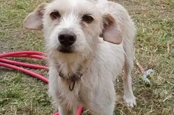 Perros perdidos, Chalco, foto: Perro perdido Hembra, Chalco (mxl489440)