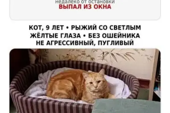 Зникла кішка, 4-Ж, Дніпро — гладкошерста, без ошийника, з жовтими очима - photo