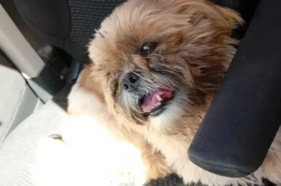 Cachorro encontrado Macho (brf...