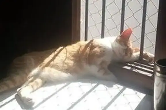 Gato desaparecido Macho (brl00...