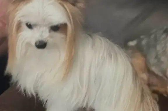 Missing dog Wendell, photo: Lost dog, Lake Wendell Road, 525, Wendell - male Parti Yorkie, no teeth