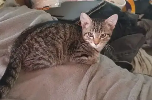Missing cat Baker City, photo: Lost cat, 19th Street, 2233, Baker City - female