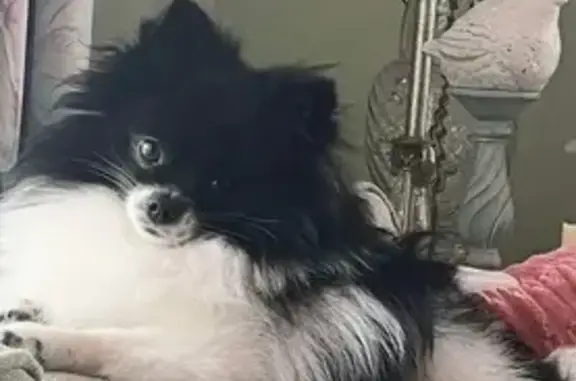 Lost dog, Brunswick, Georgia - female Pomeranian, black and white - photo
