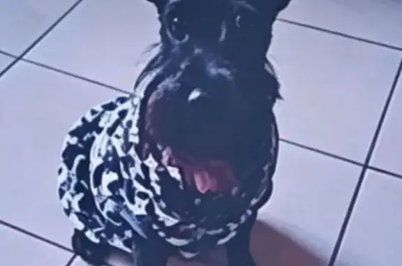 Perros perdidos, Tepotzotlan, foto: Perro perdido macho, Circuito Llano de Cuautitlán, 28, Cuautitlán Izcalli, Tepotzotlan - schnauzer negro