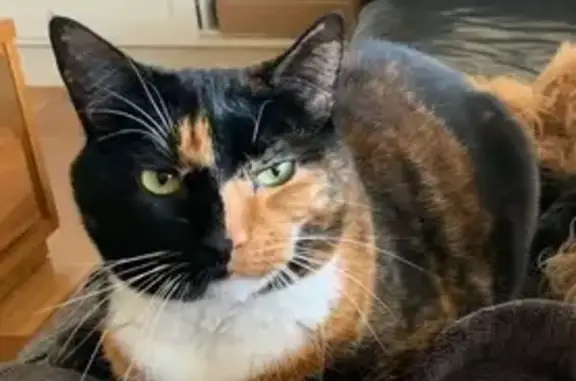 Missing cat Unley, photo: Lost cat, Winchester Street, 75, Unley - female, black tortoiseshell with a white neck
