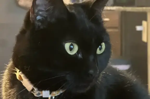 Lost pets Corpus Christi, photo: Lost cat, Timbergate Drive, Corpus Christi - female, may be missing collar