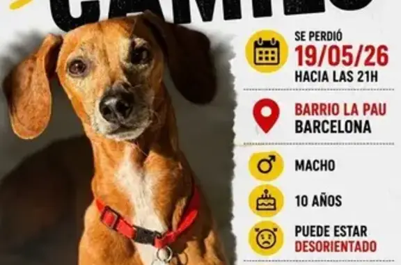 Perro perdido, Carrer d'Andrad...