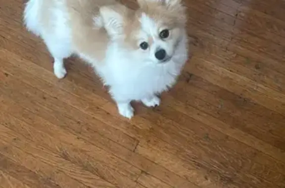 Lost dog, Rochester, New York, Arlington - female Pomeranian, white with golden sections, 2 years old - photo
