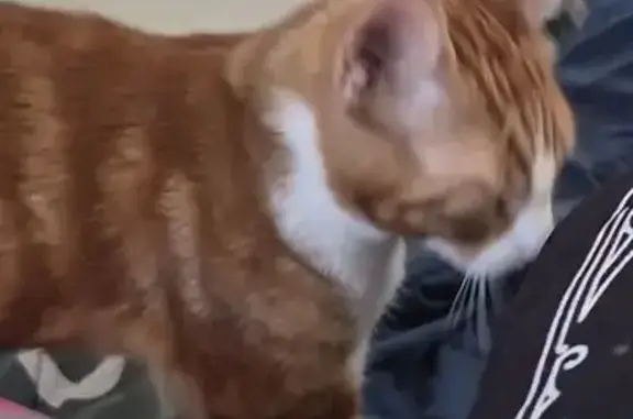 Lost pets Huntington Beach, photo: Lost cat, male, Garfield Avenue, 7701, Huntington Beach — reward offered
