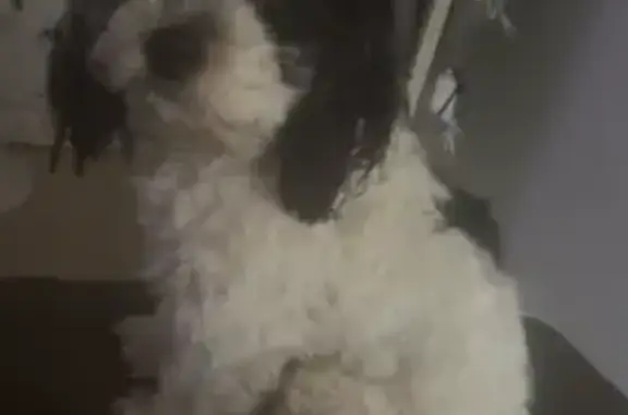 Lost dog, Baltimore, Maryland, Jessup - black and white, chipped - photo