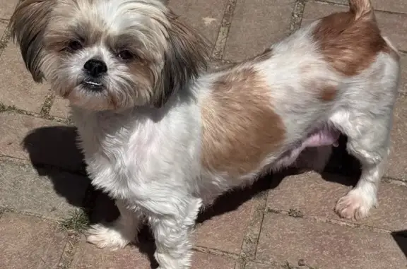Lost dog, Randolph Road, 2711, Charlotte - female, tan and white, skittish but sweet - photo