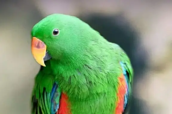 Lost bird, Junction Lane, Ku-ring-gai Council, Strathfield - male green Eclectus parrot - photo