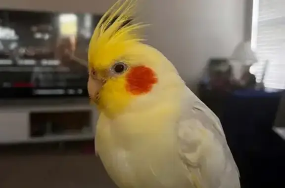 Lost bird, West Campbell Road,...