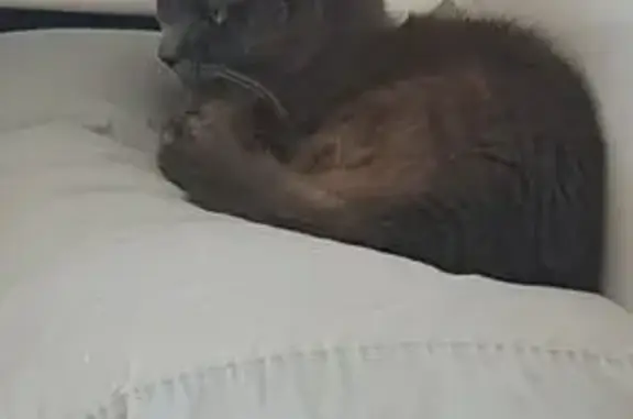 Missing cat Scarness, photo: Lost cat, Alice Street, Hervey Bay, Scarness — female, very timid, grey Burmese