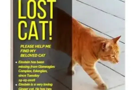 Einstein has been missing from Gleneagles complex since the 19-05-2026. He is a very loving cat ginger cat and has two small bumps on his ear. He has been Micro-chipped and Neutered