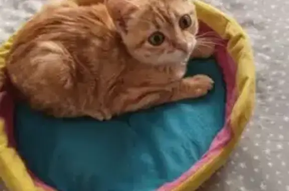 Perdido gato macho, Carrer del Molí, Quart de Poblet - gatito pelirrojo de 2 meses - photo