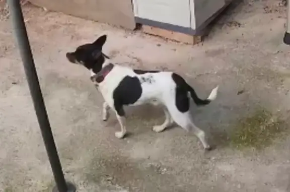 Perro perdido macho, Carrer Ne...