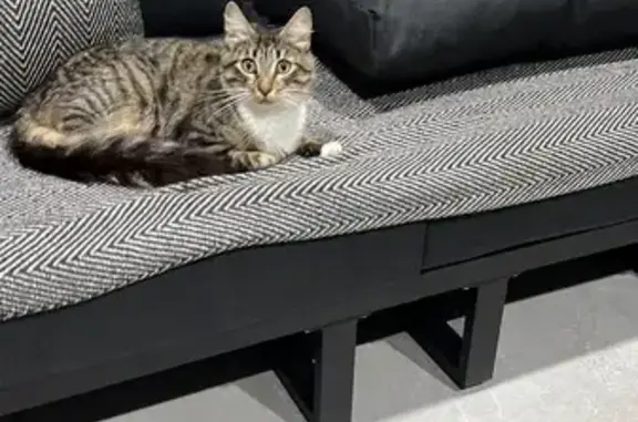 Found cat, female, Palace Stre...