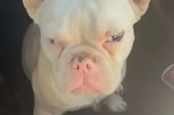 Missing dog Chualar, photo: Lost dog, Grant Street, Chualar, Chualar - male puppy, 6 months old