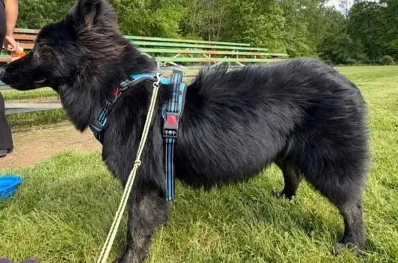 Lost dog, Carbondale, Illinois, Augusta - male, all black with small brown specks - photo