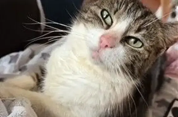 Gatos perdidos, Velez-Malaga, foto: Perdida gata hembra, Rubite – Trapiche – Loma de las Chozas, Velez-Malaga, microchipada y sociable