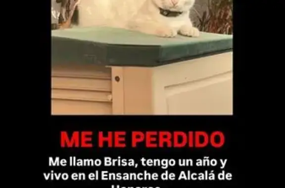 Perdido gato hembra, Calle Antonio Buero Vallejo, Alcalá de Henares, Madrid - blanca con manchas negras y marrón clarito - photo