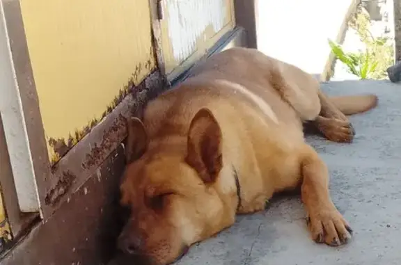 Perro perdido macho, Gerena, A...