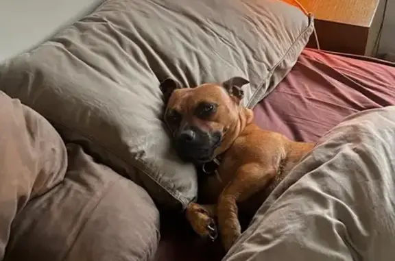 Lost dog, female, Diddillibah Road, Bli Bli - black collar with silver studs - photo