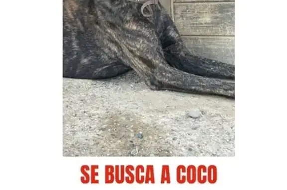 Perro perdido macho, Carretera...